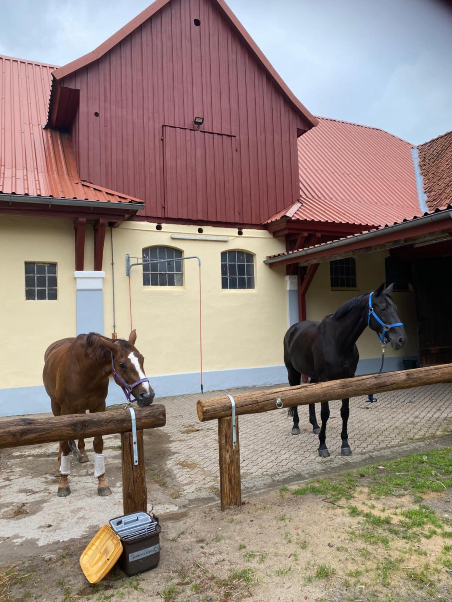 Heidegut Eschede Reitsportanlage Und Feriendorf Buitenkant foto