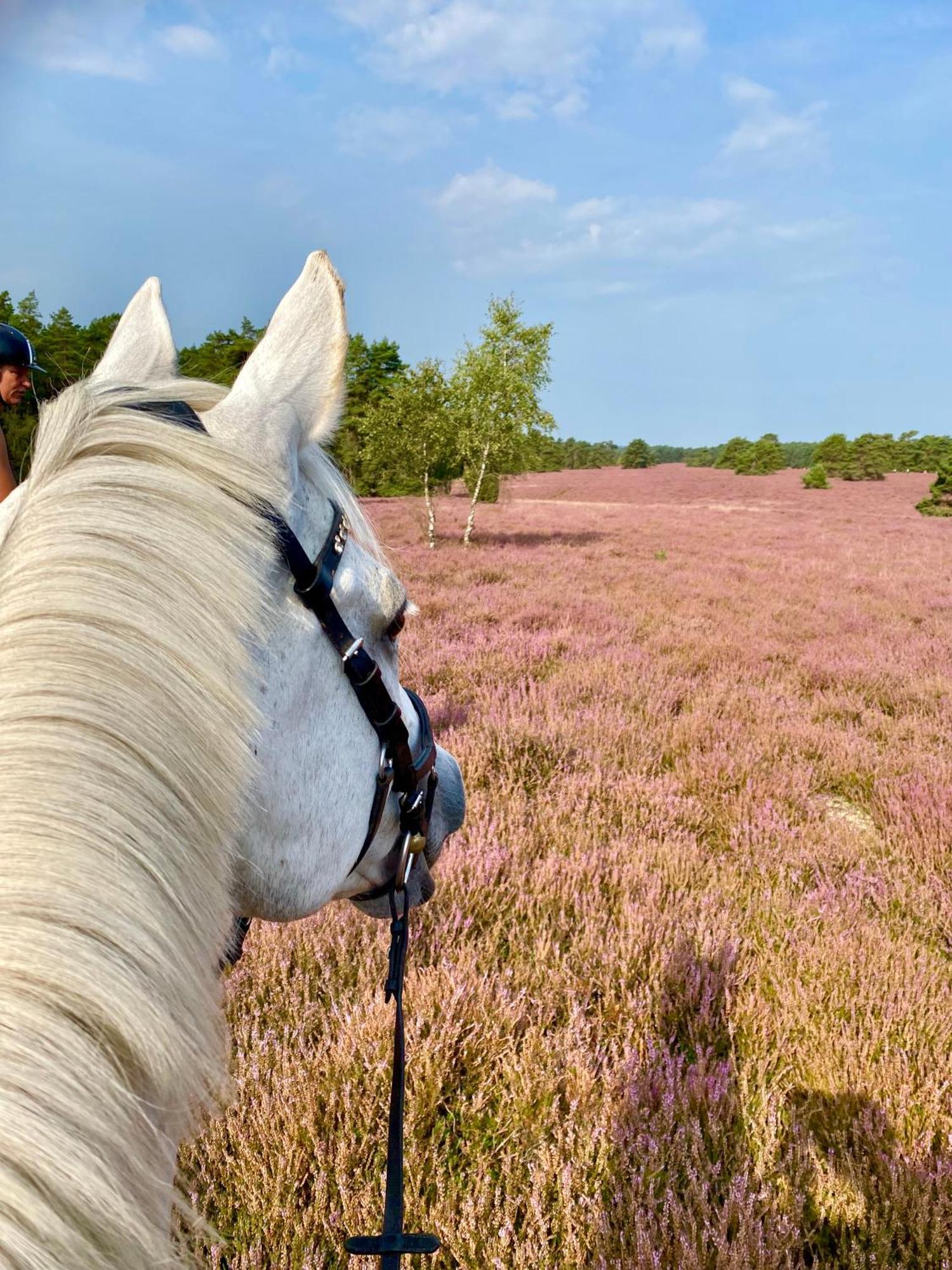 Heidegut Eschede Reitsportanlage Und Feriendorf Buitenkant foto