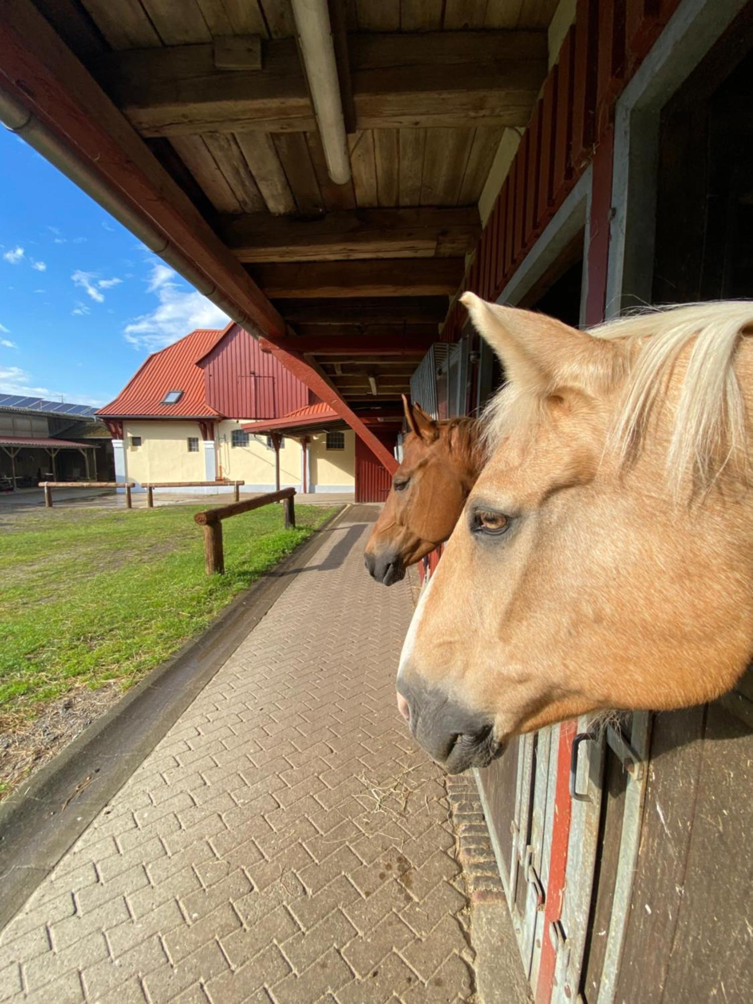 Heidegut Eschede Reitsportanlage Und Feriendorf Buitenkant foto